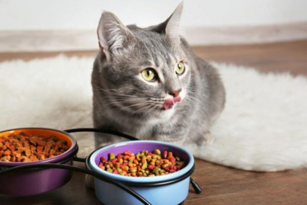 Recommended Topping Dry Cat Food Picks