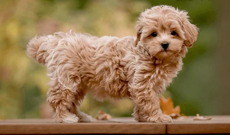 Pomapoo Dog (Poodle × Pomeranian Mix): Traits, Care, and Training Guide
