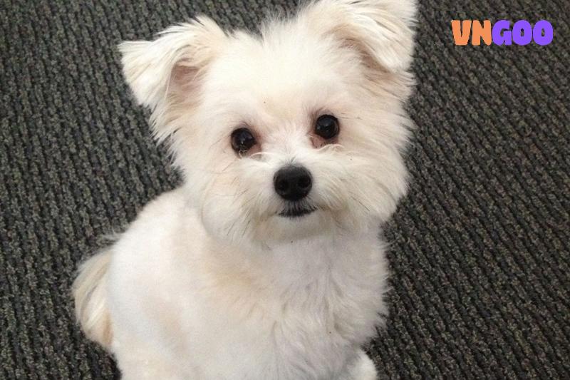 How to Take Care of Your Dog or Cat: A Friendly Guide for New Pet Owners (2025)
