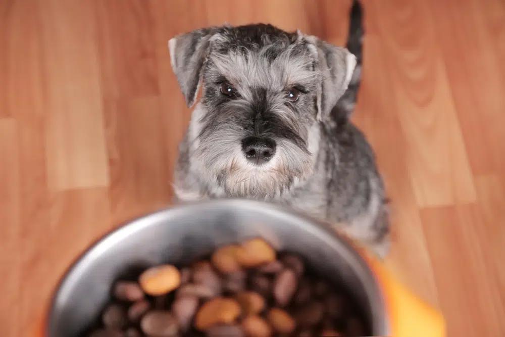 Small puppy looking up at a bowl of dry dog food, representing healthy puppy diet and proper nutrition tips for 2025