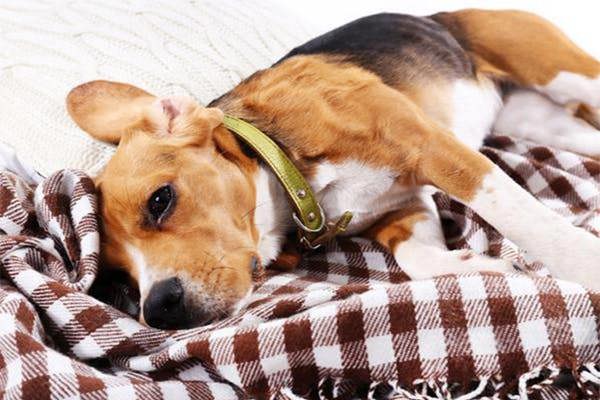 Tired puppy lying on a blanket, possibly showing early symptoms of illness such as parvo or distemper in dogs, puppy health warning 2025