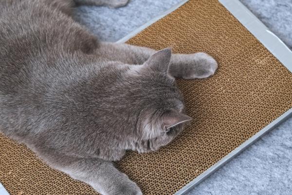 Should You Choose a Cardboard or Sisal Scratching Board for Your Cat?