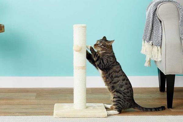 Cat using sisal scratching post to sharpen claws and protect furniture