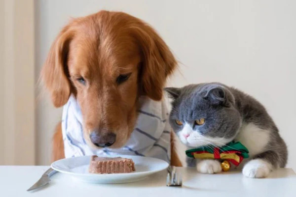 A golden retriever and a grumpy cat staring at a plate of pate, both seated at a table like dinner guests.