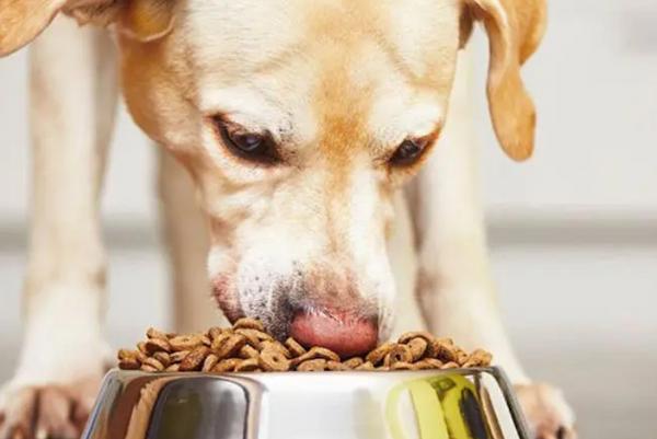 Dog eating dry kibble from a stainless steel bowl — illustrating proper feeding with bulk dry dog food.