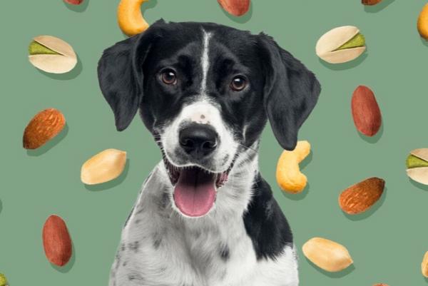 Top Bulk Dog Food Choices for Multi-Dog Households (20kg Bags)