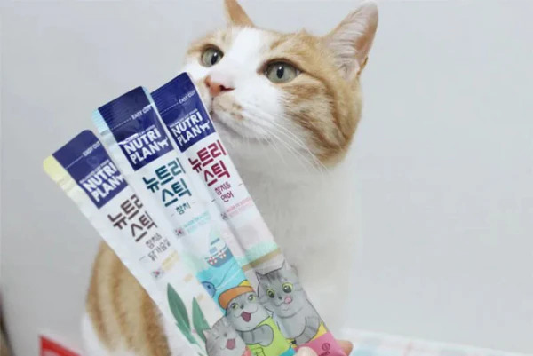 Should You Give Your Cat Too Many Treat Soups? Pros, Cons & Daily Limits