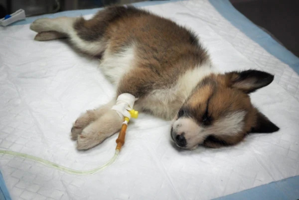Top Puppy Diseases & Prevention Tips Every Owner Needs (2025)